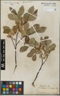 Foto von Salix glabra Scop.